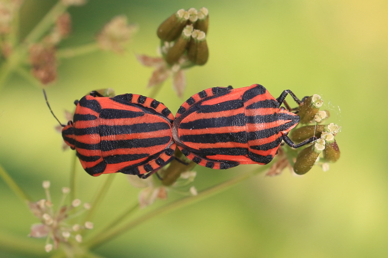 IMG_0574 Graphosoma lineatum.JPG